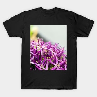 Star of Persia flower T-Shirt